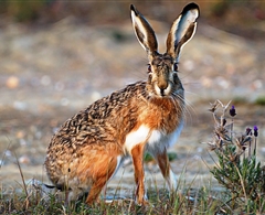 Avviso Stagione Venatoria 2016/2017 