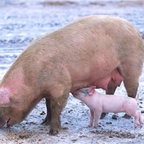 Piano Regionale Straordinario eradicazione P.S.A. - Incontro pubblico